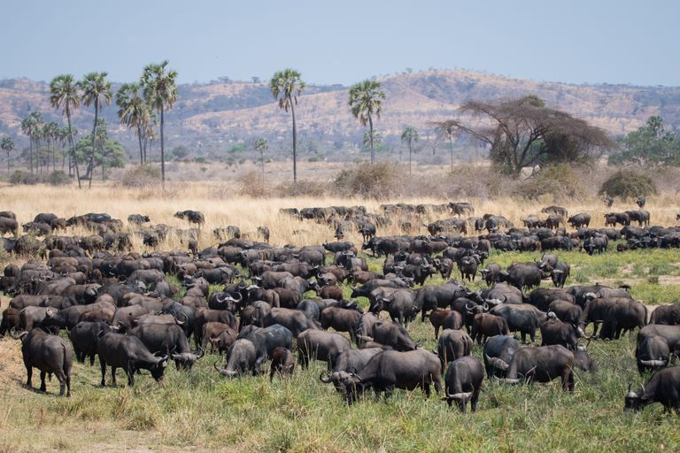 Tanzania Zuid Wildlife Landschap buffels in landschap (2).jpg - Jambo Safari Club